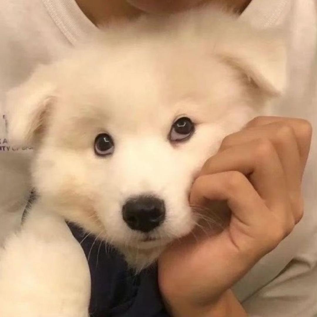 豆浆机