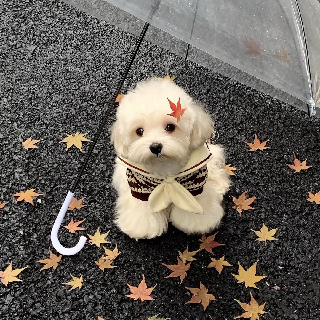 狗猫繁育精品犬舍