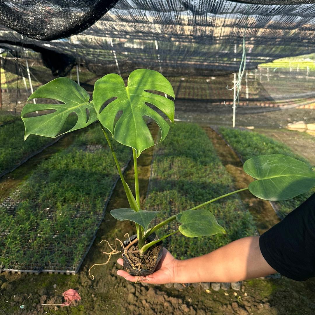 姐弟绿植基地