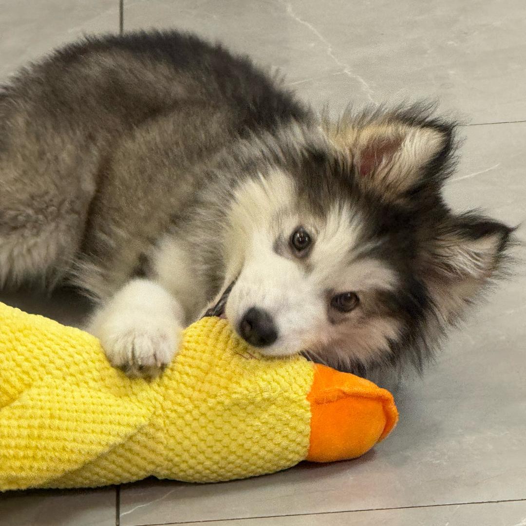 超级赛罗🐶
