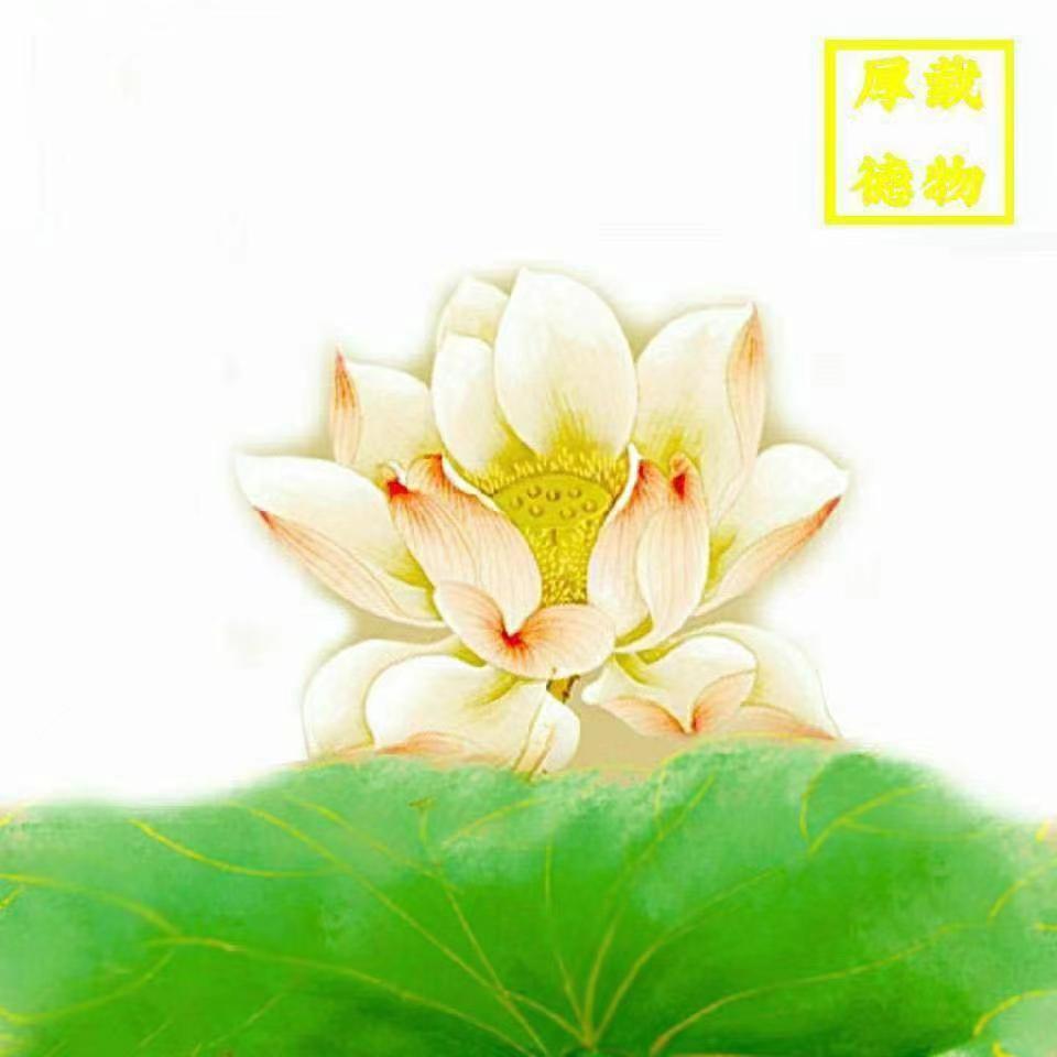 @半盏清茶