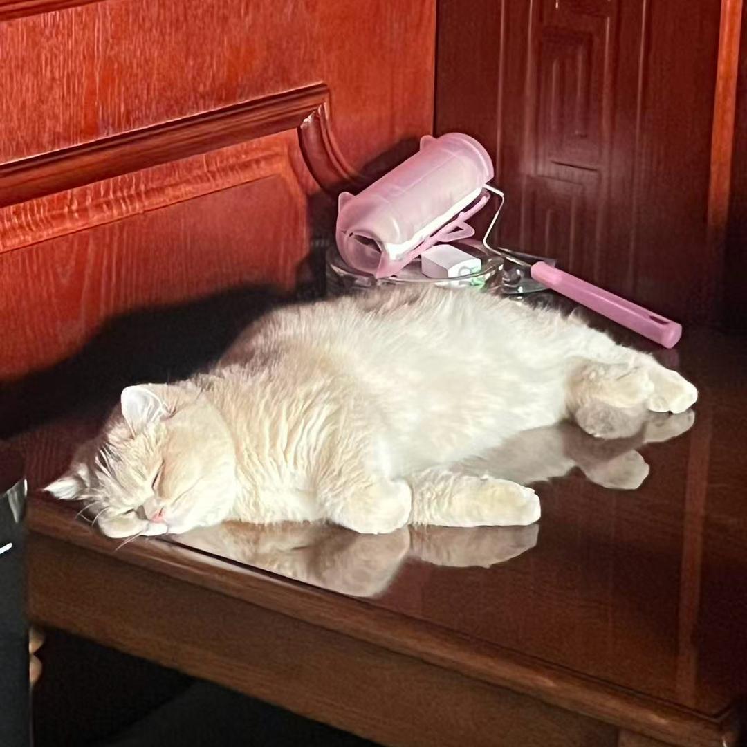 晴宝喵喵屋