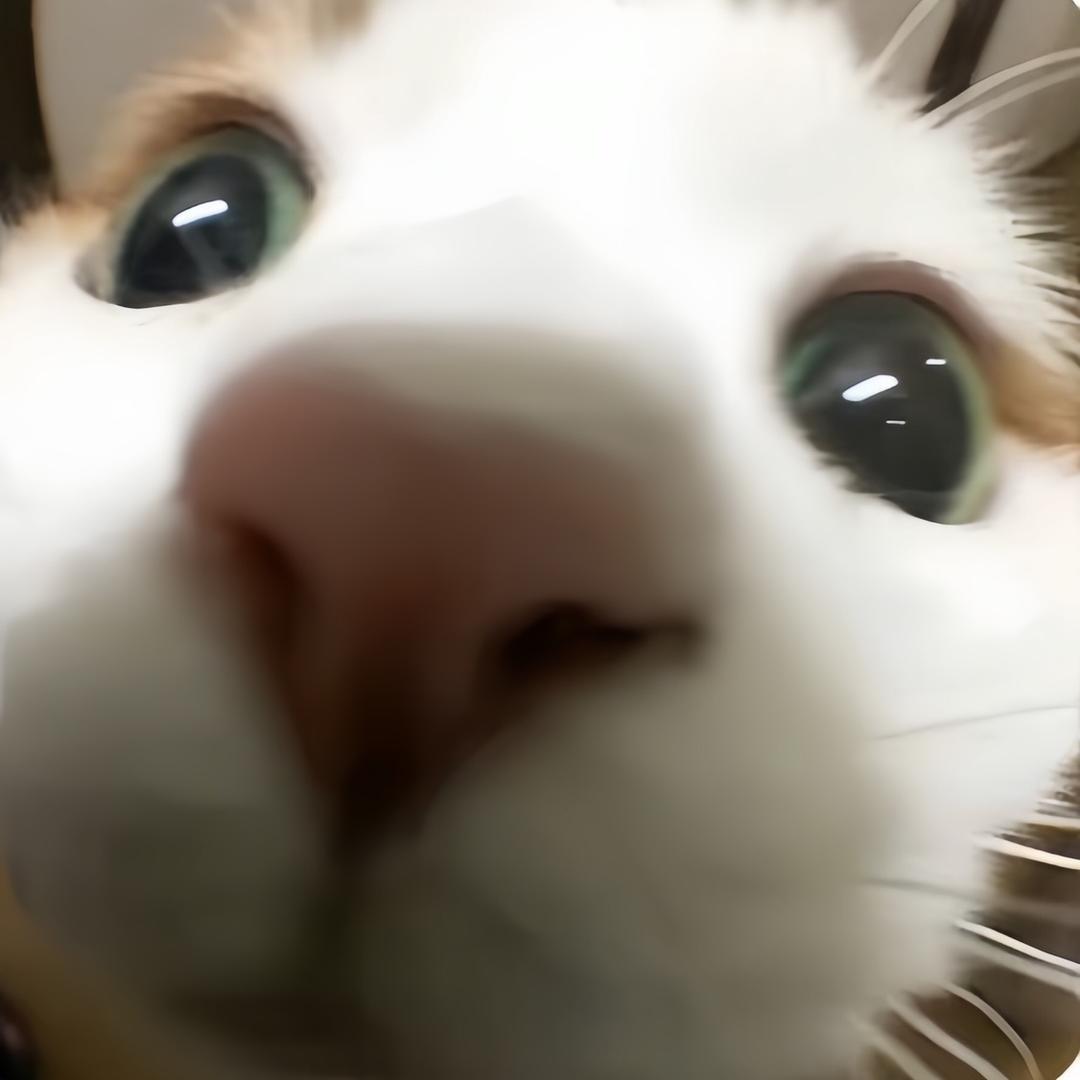 好想养猫.