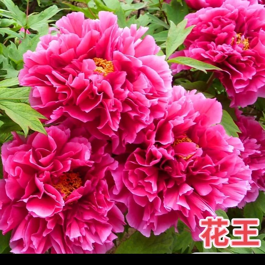 洛阳市艳红园艺有限公司