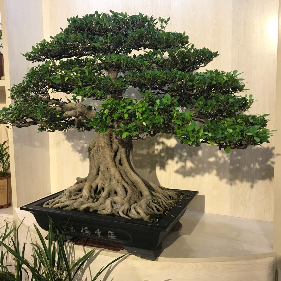 麟麟