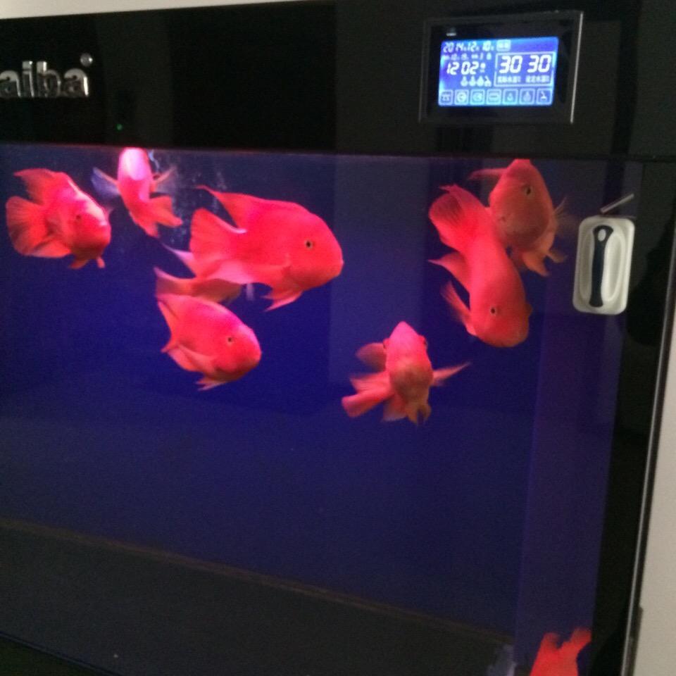 观海