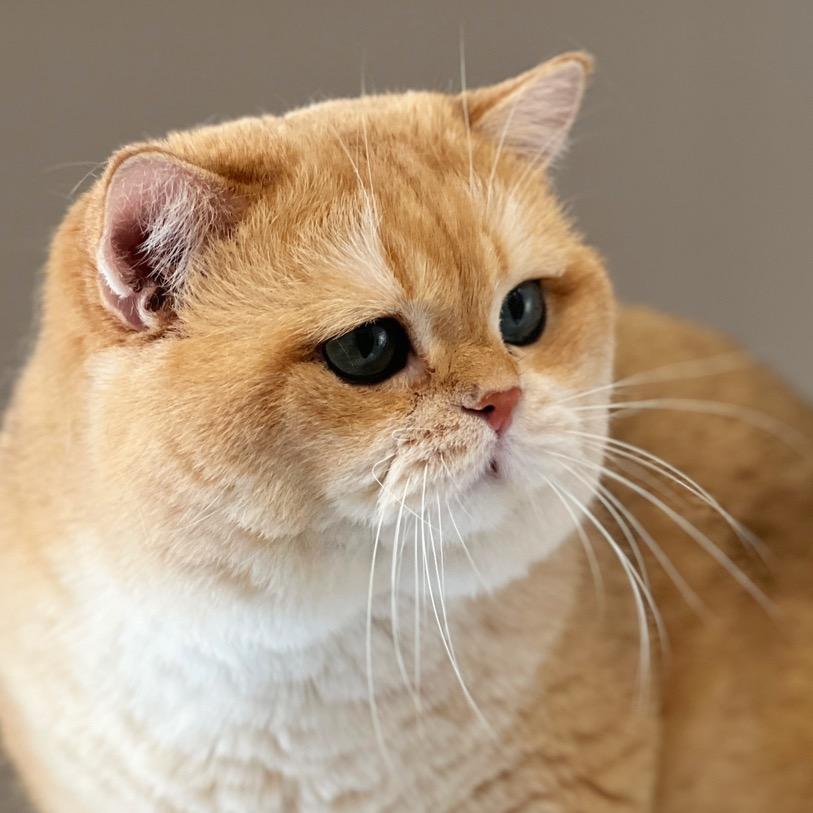 圆宝是只猫