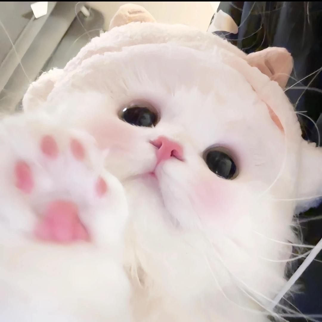 团团的猫
