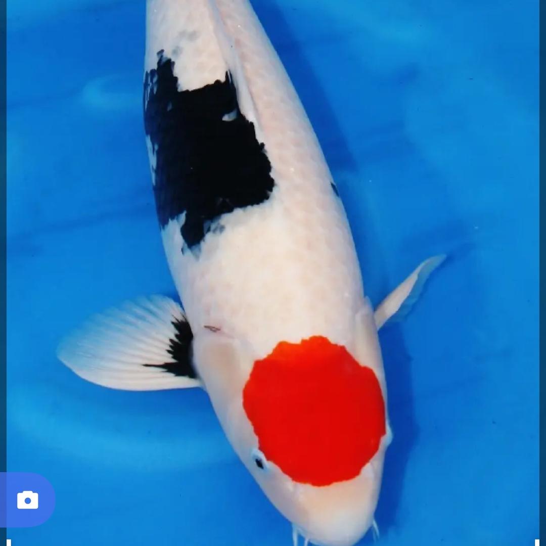 勤业锦鲤