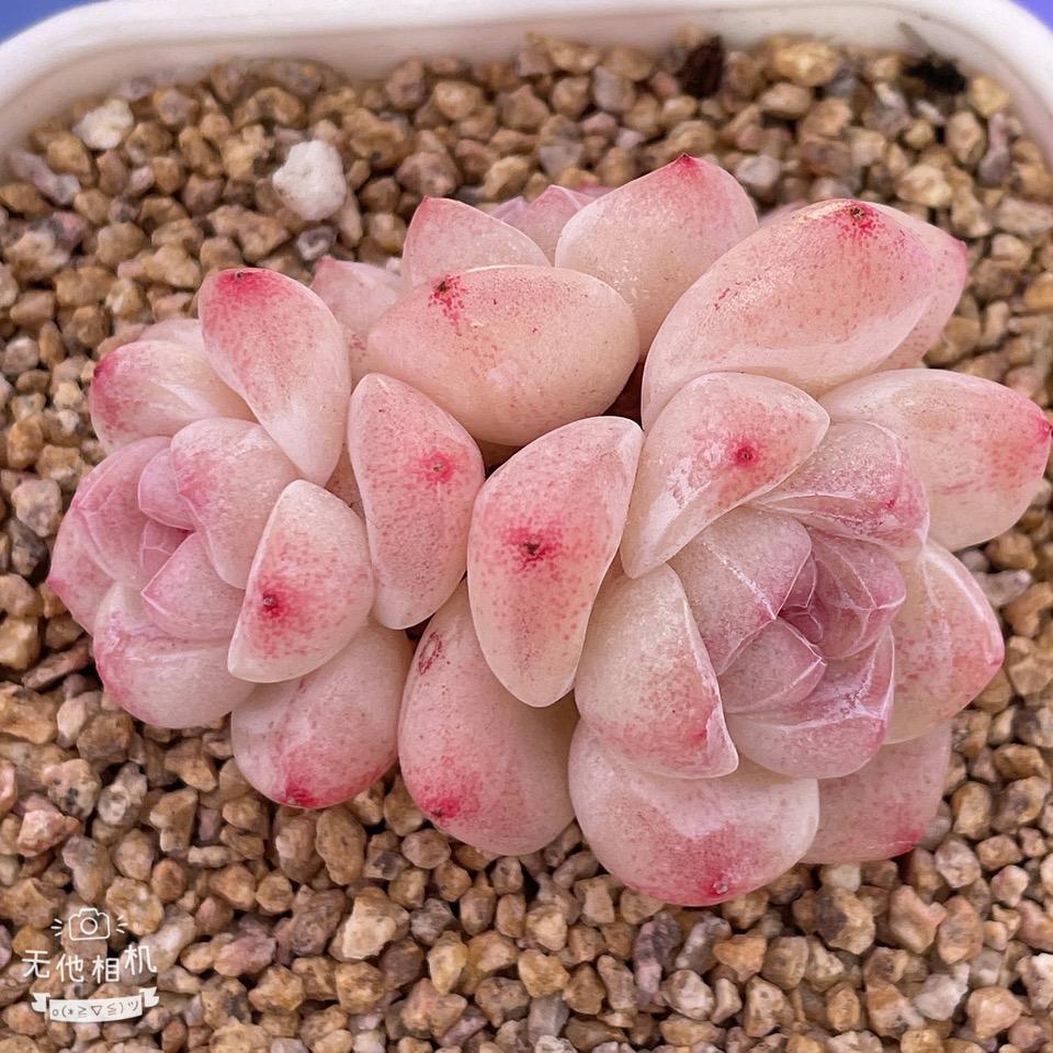 萍晨花卉园艺
