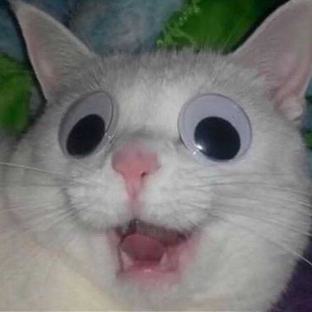 ᥫᩣ雪团˃̣̣̥᷄⌓˂̣̣̥᷅