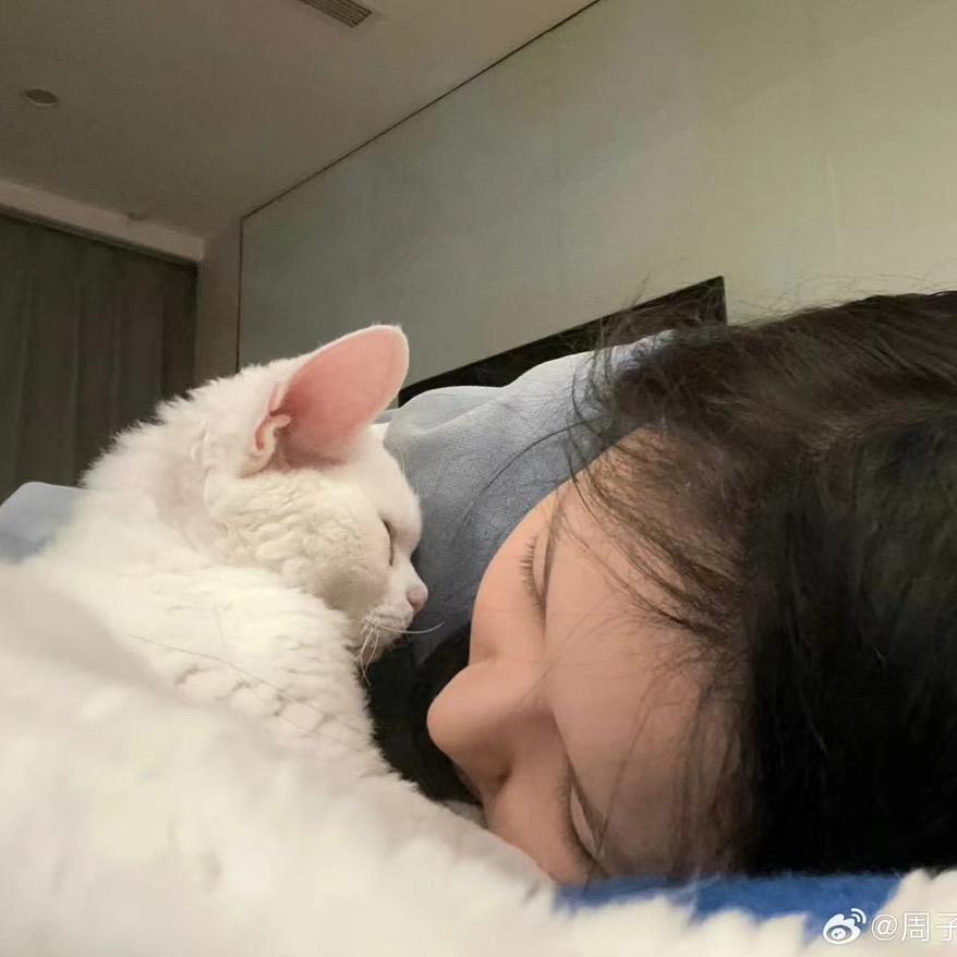 家里没猫