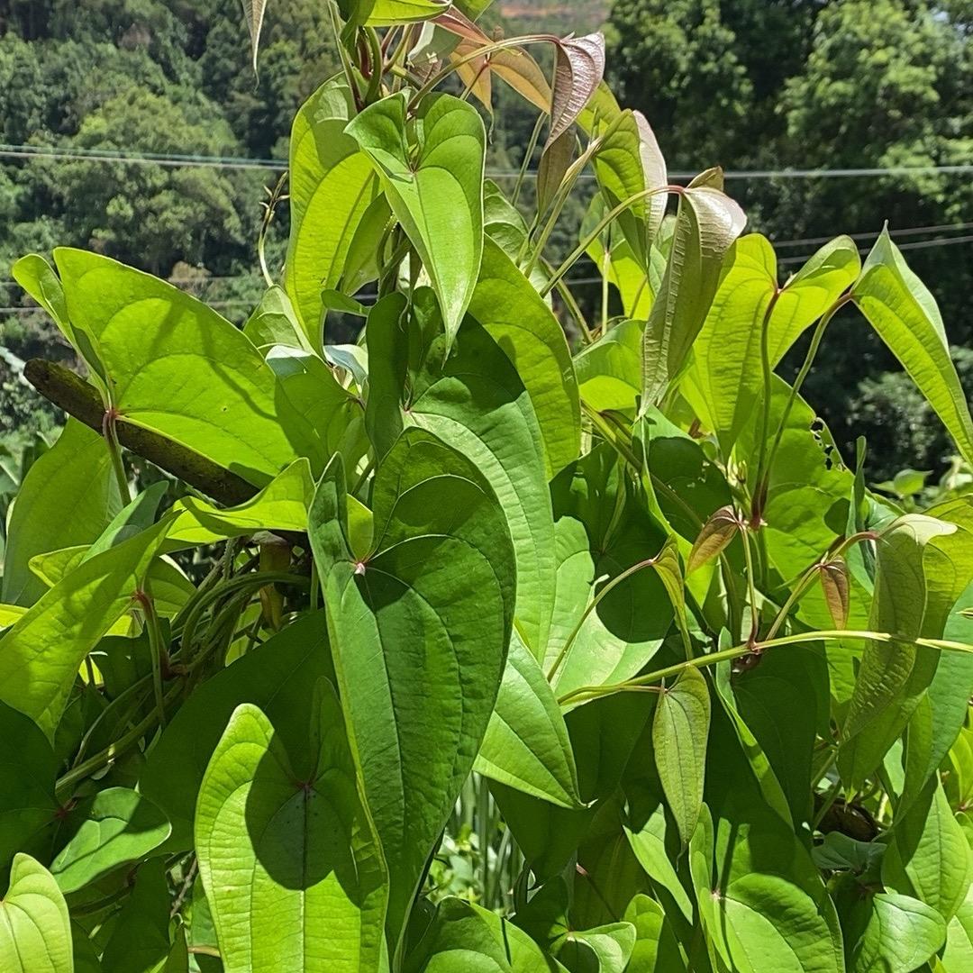 小万哥