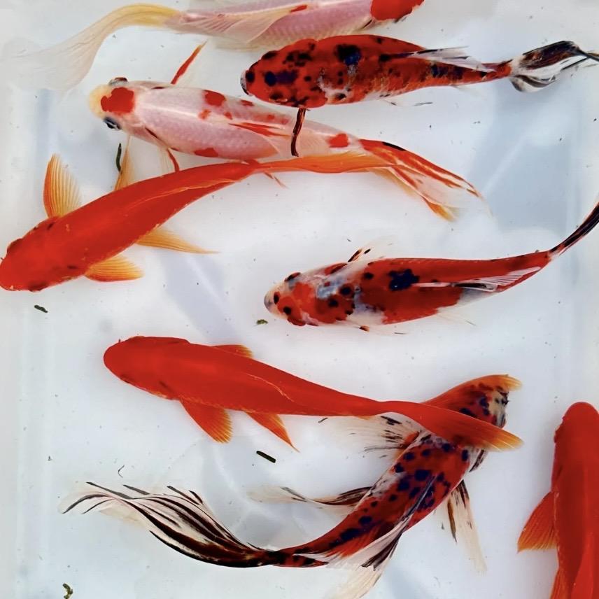 鲁安观赏鱼饲料