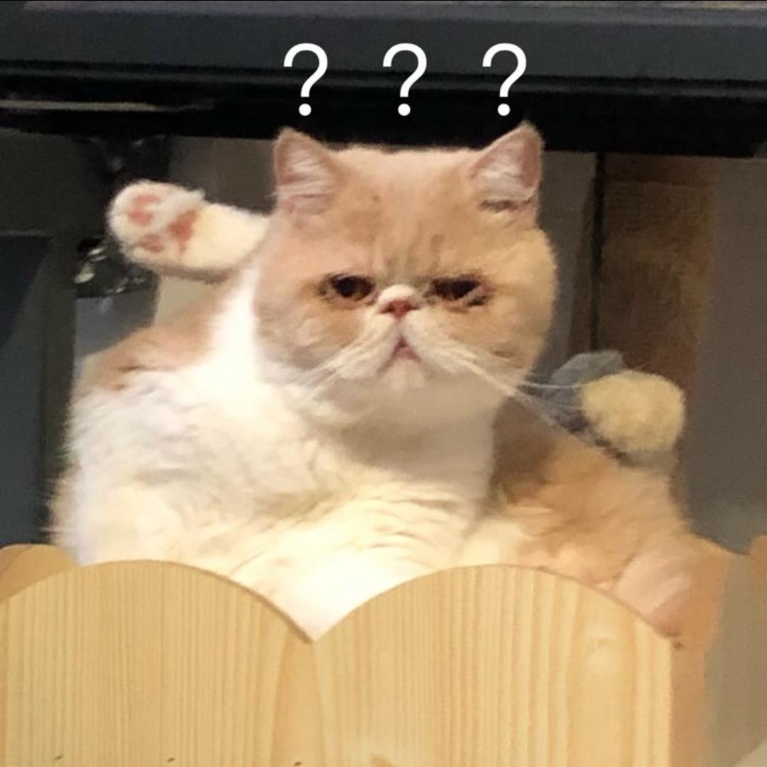 花大王的三只猫