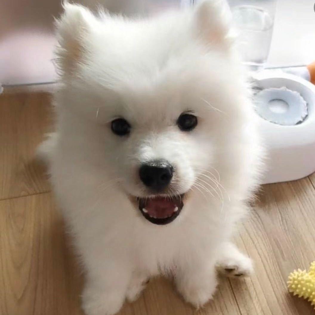 咸鱼雅致