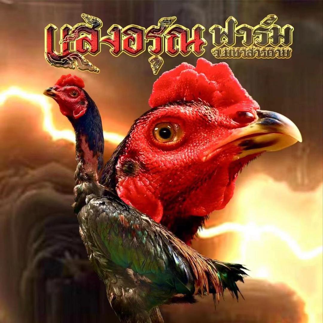 `噩梦19ไก่ชน，