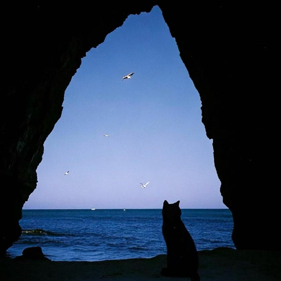 芒果树上的芒果