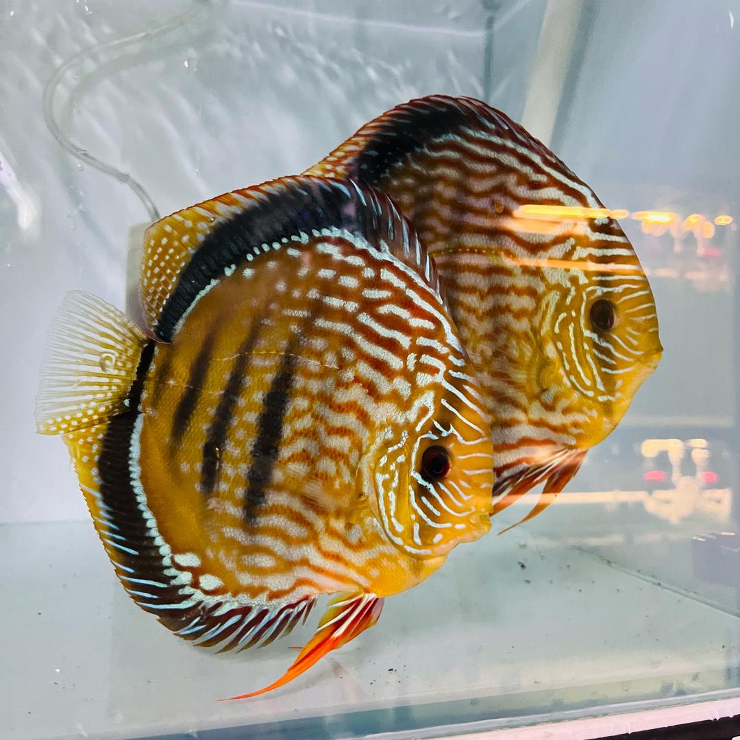 陈老板玩七彩