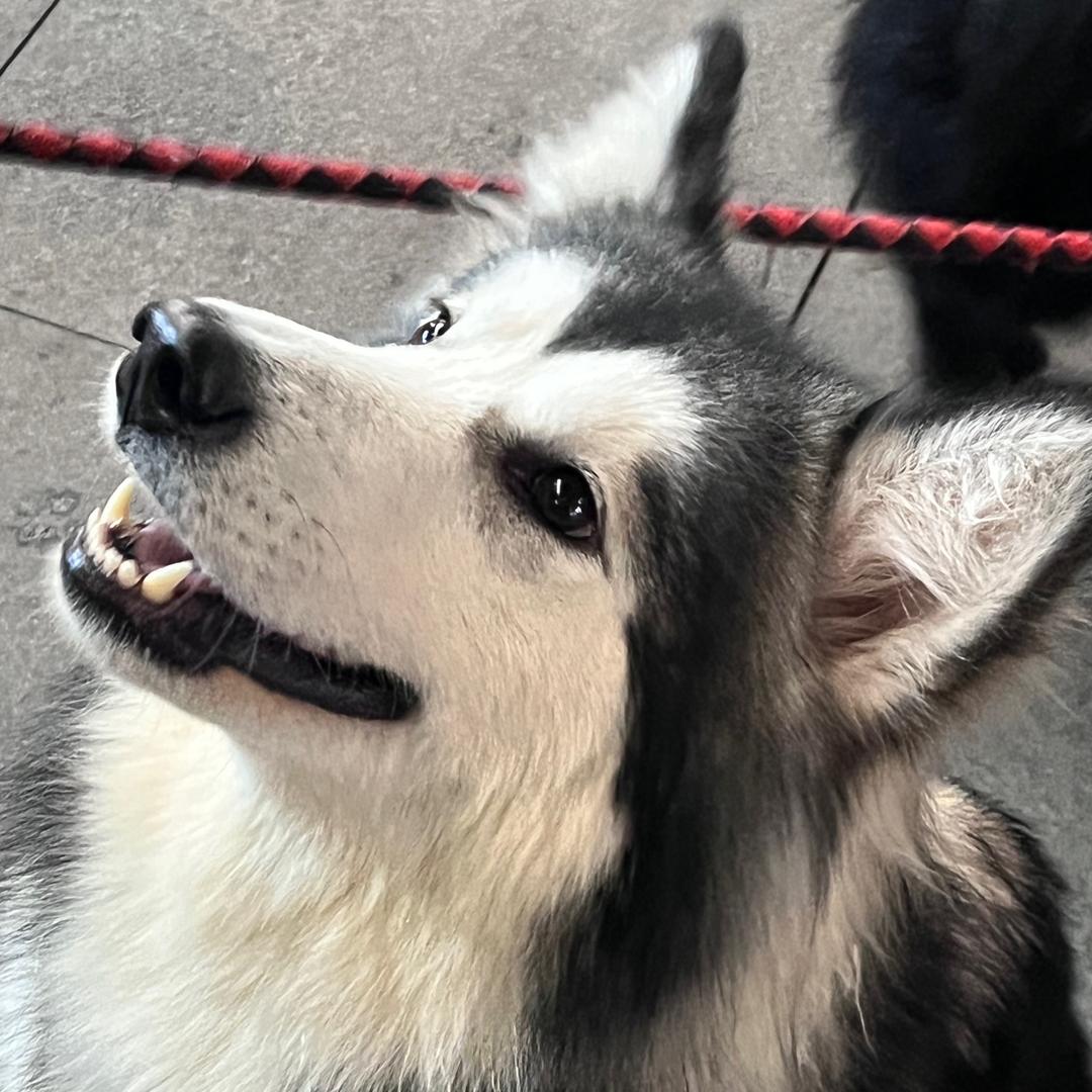 煤球暴打奥利奥