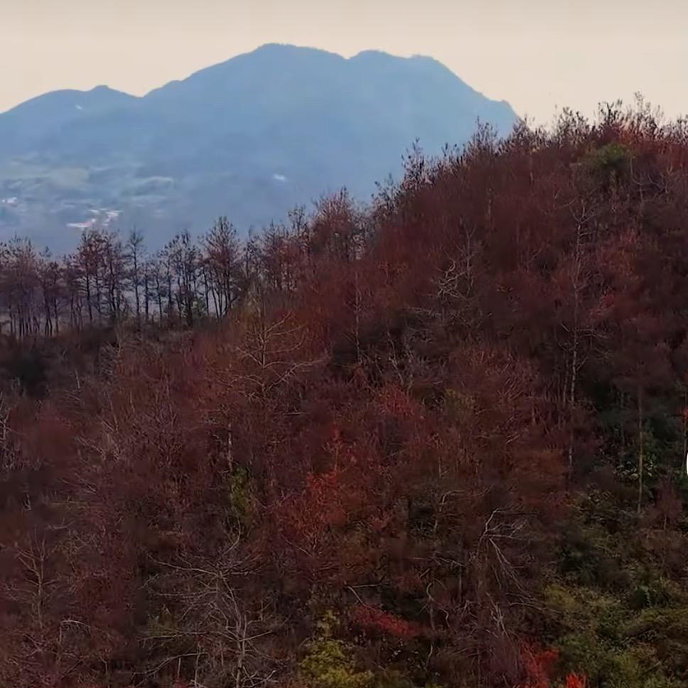 疫木加工厂孵化