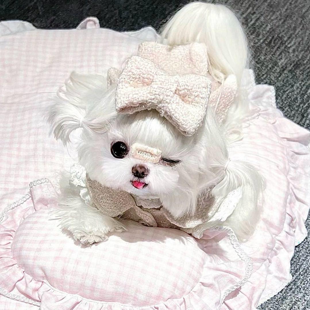 温妮