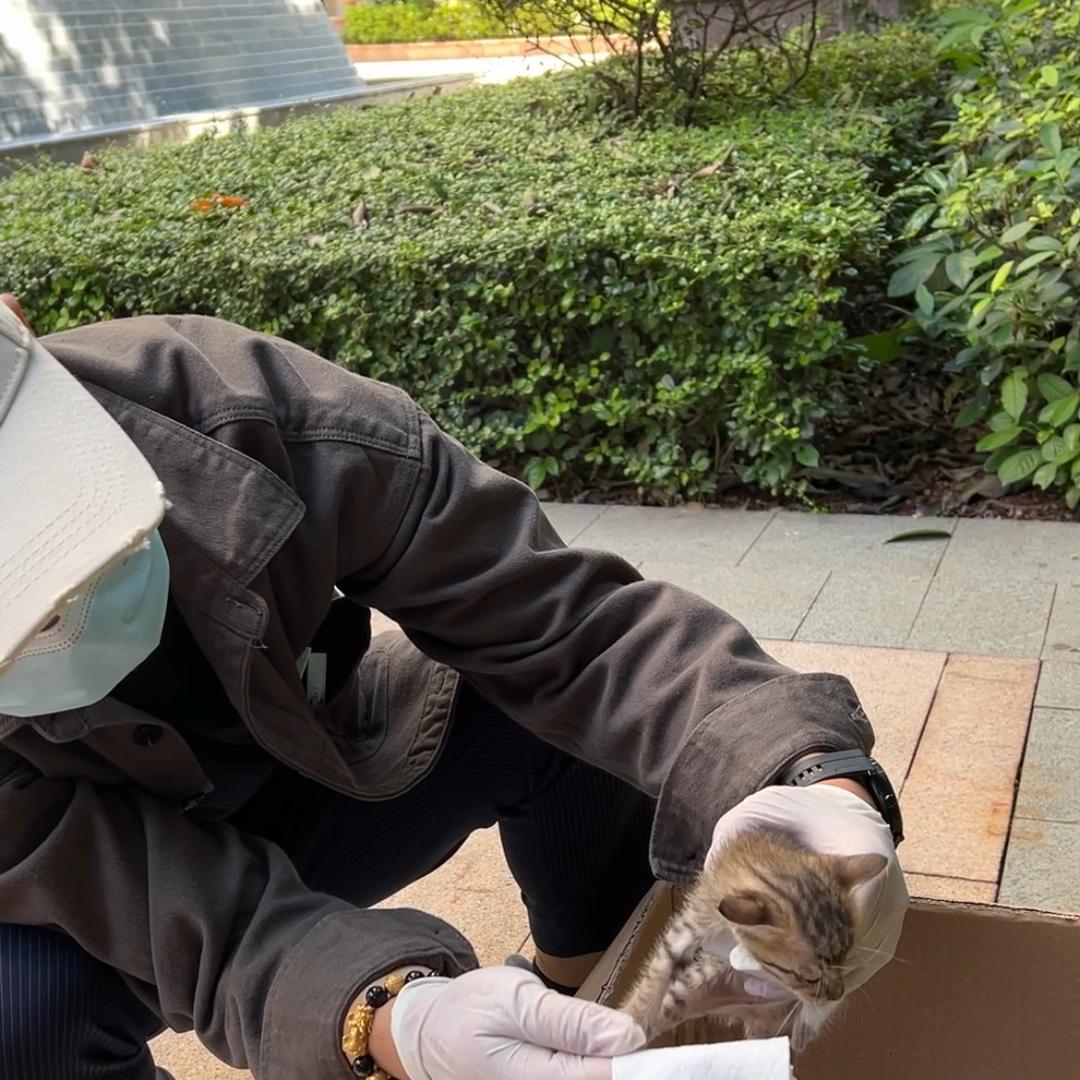 大白有好多猫