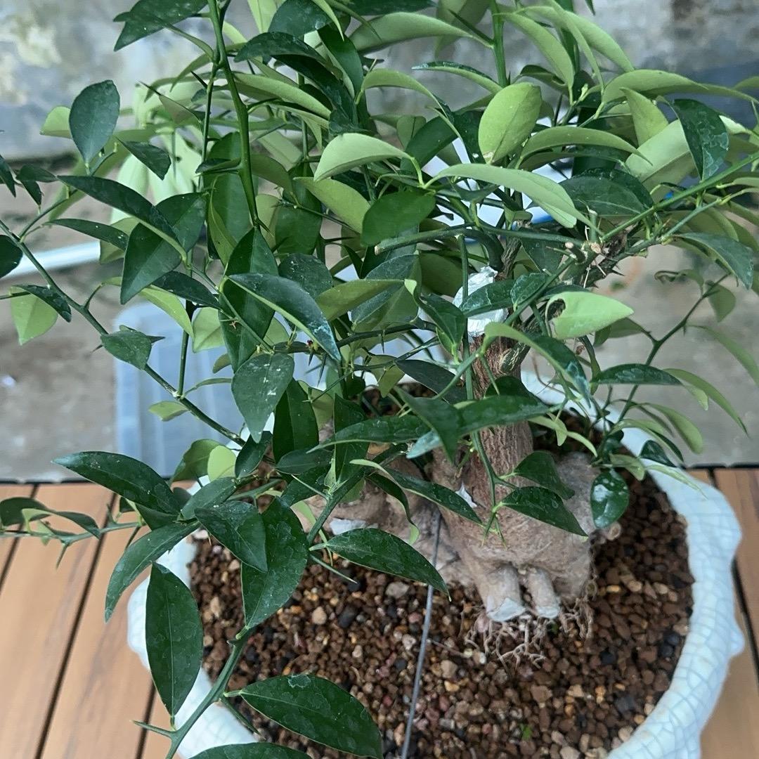 雅泰