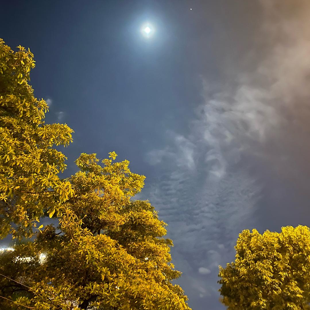 你是人间四月天