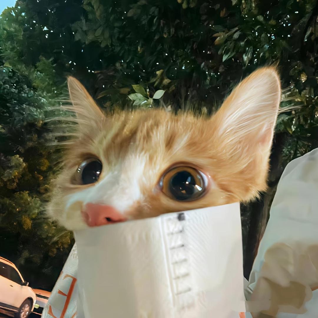 流浪猫