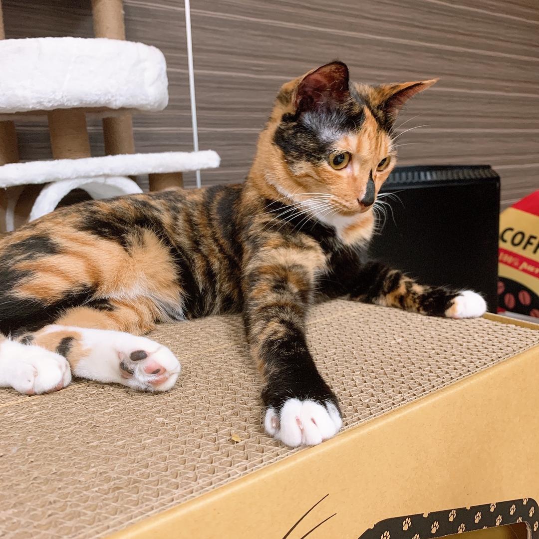 🌈不吃红萝卜的兔子