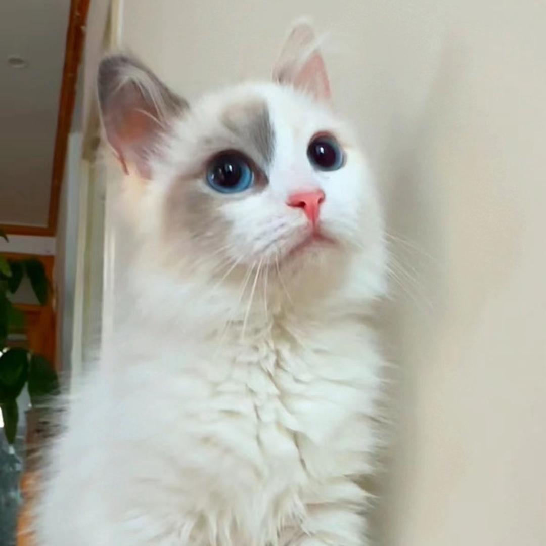向南的猫