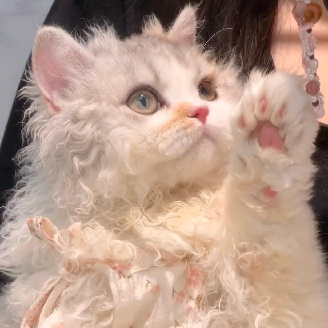 🐑咩咩羊⭕️百亿