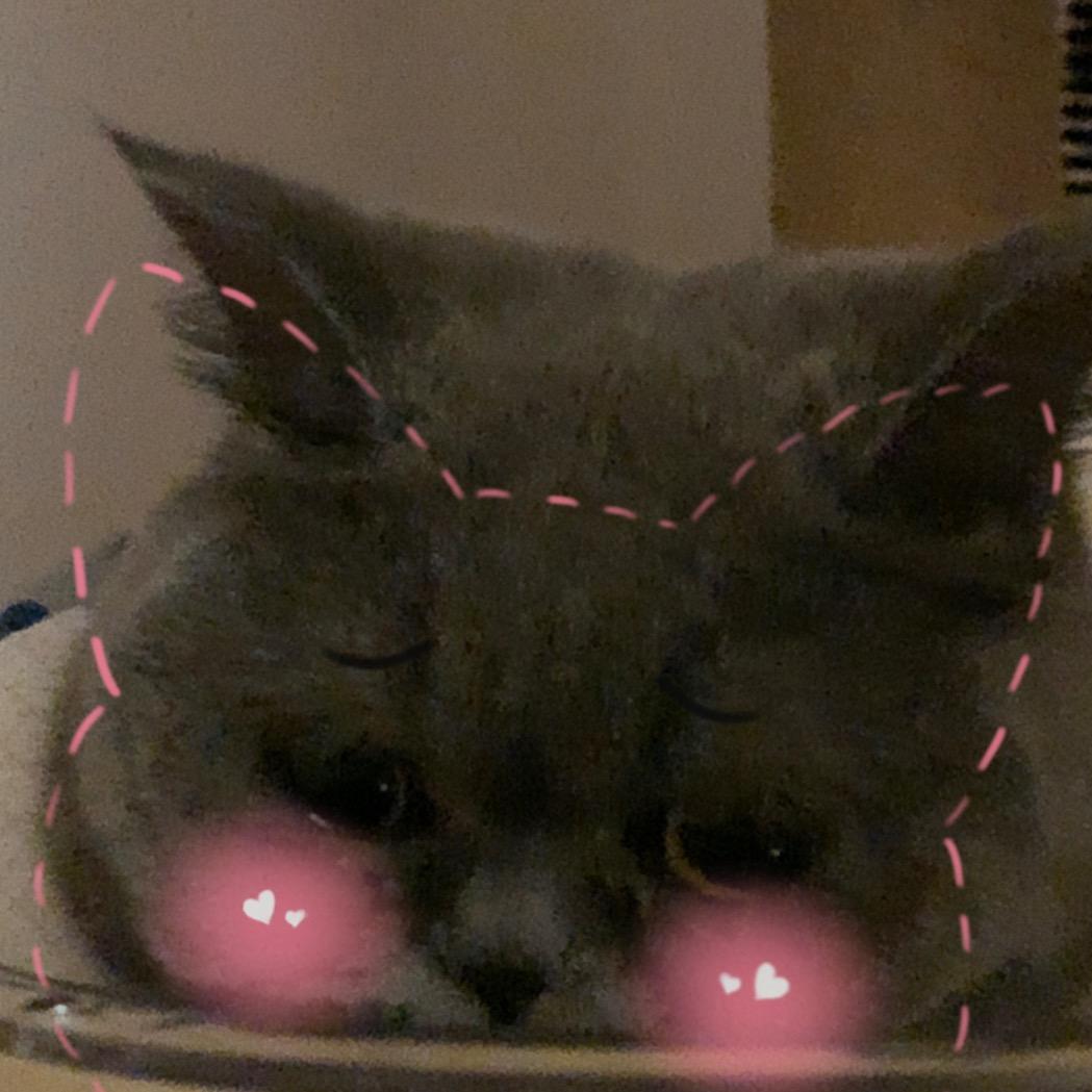 呆瓜姐妹🐈🐈‍⬛