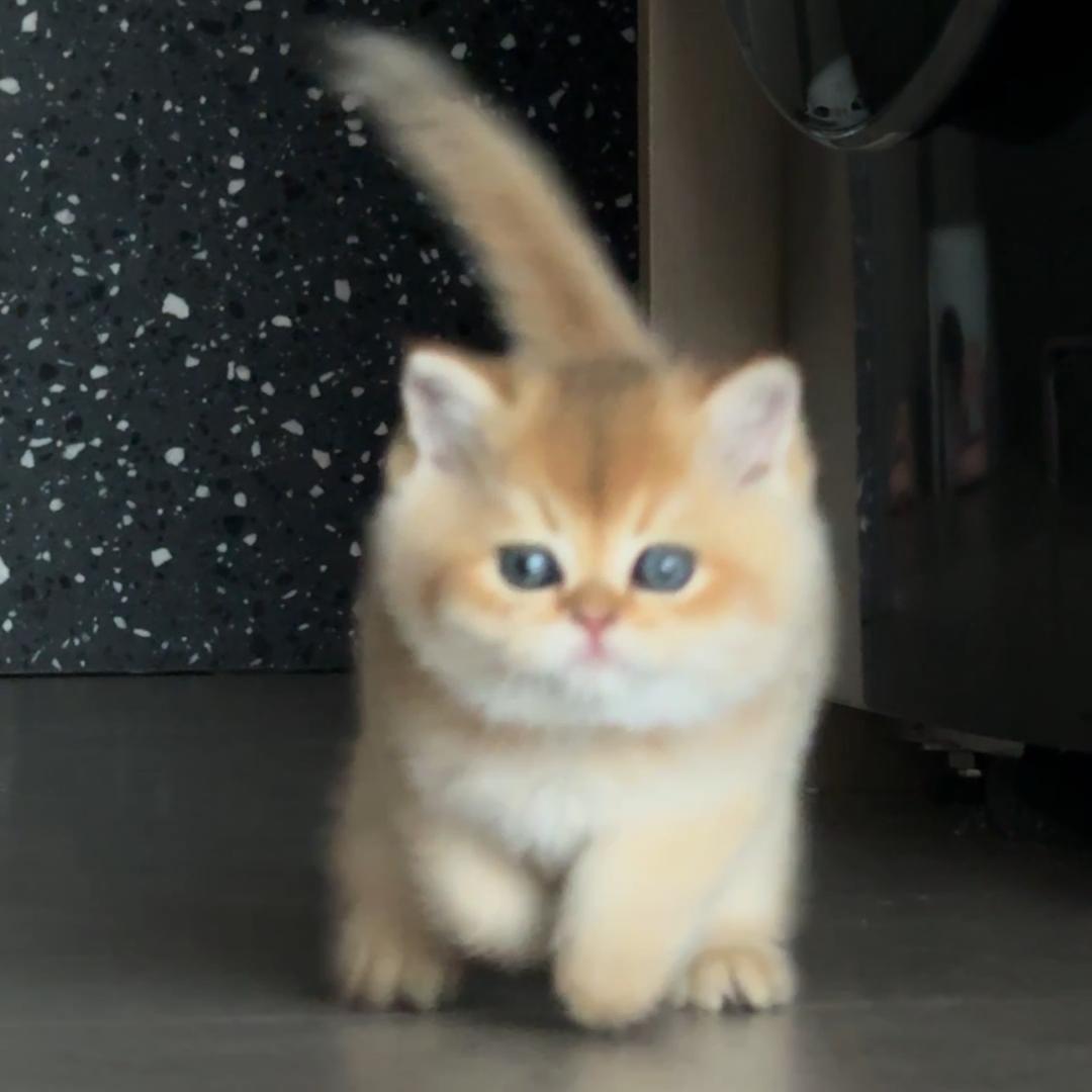 金五块是个粘人精