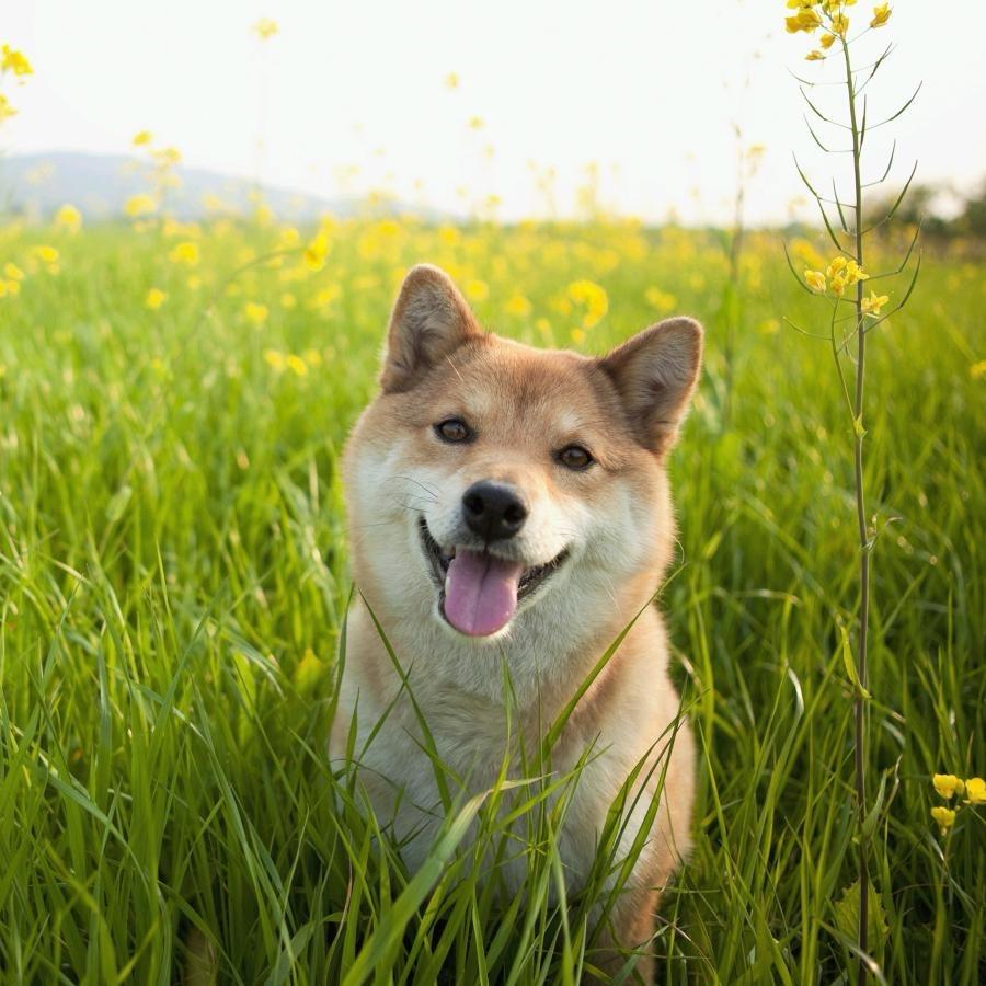 丽萍