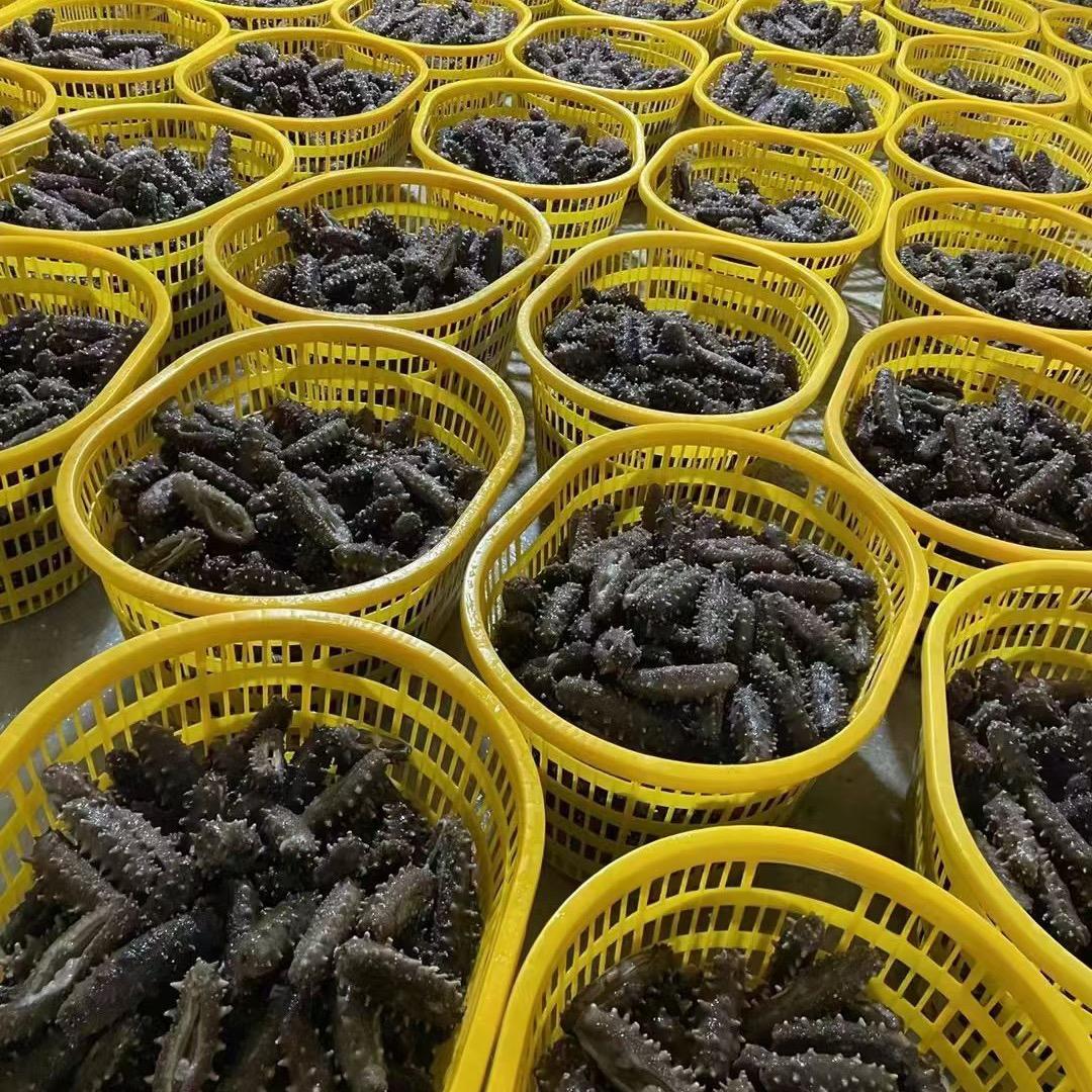 秦皇岛才才海鲜专供