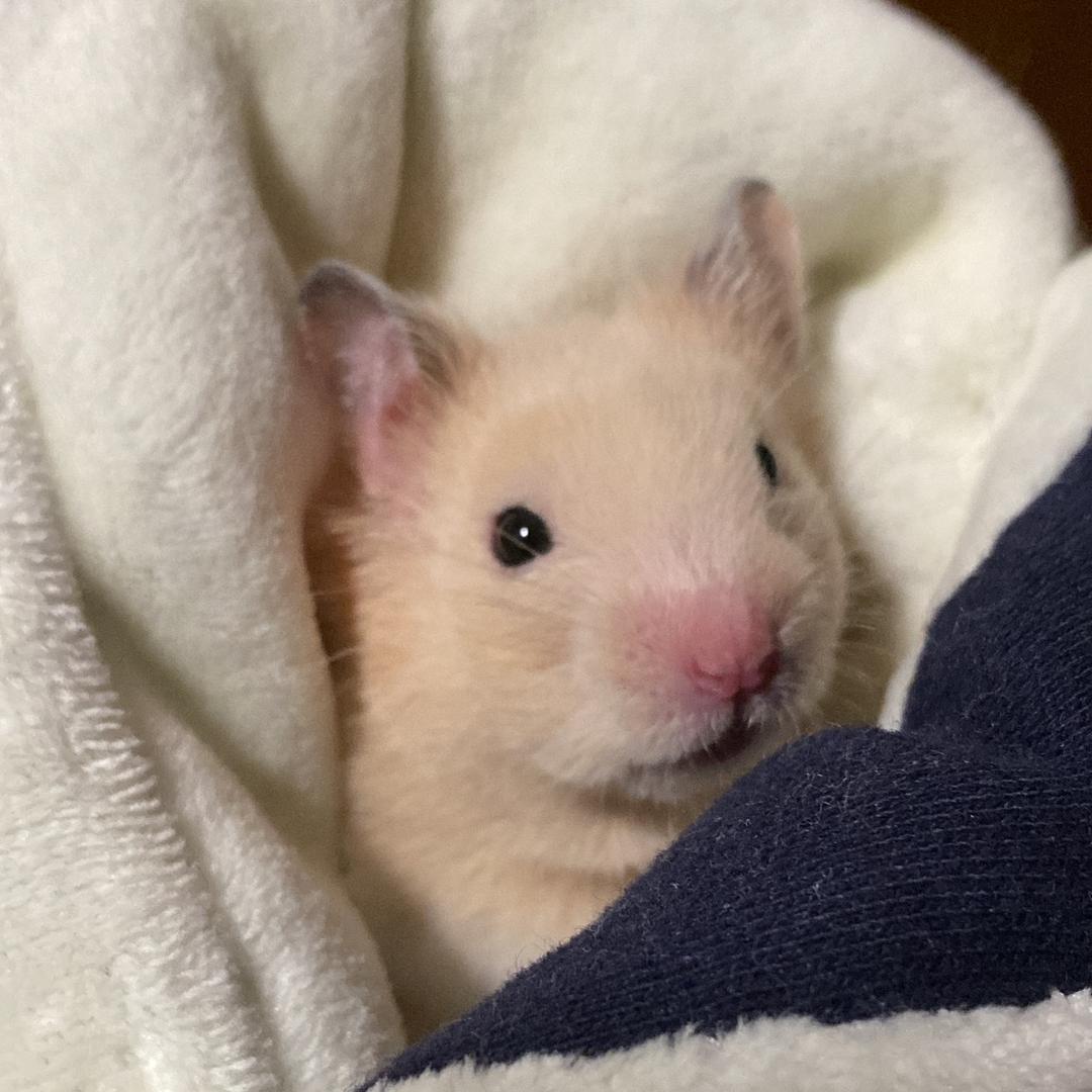 鼠西西的快乐生活（橱窗营业中）