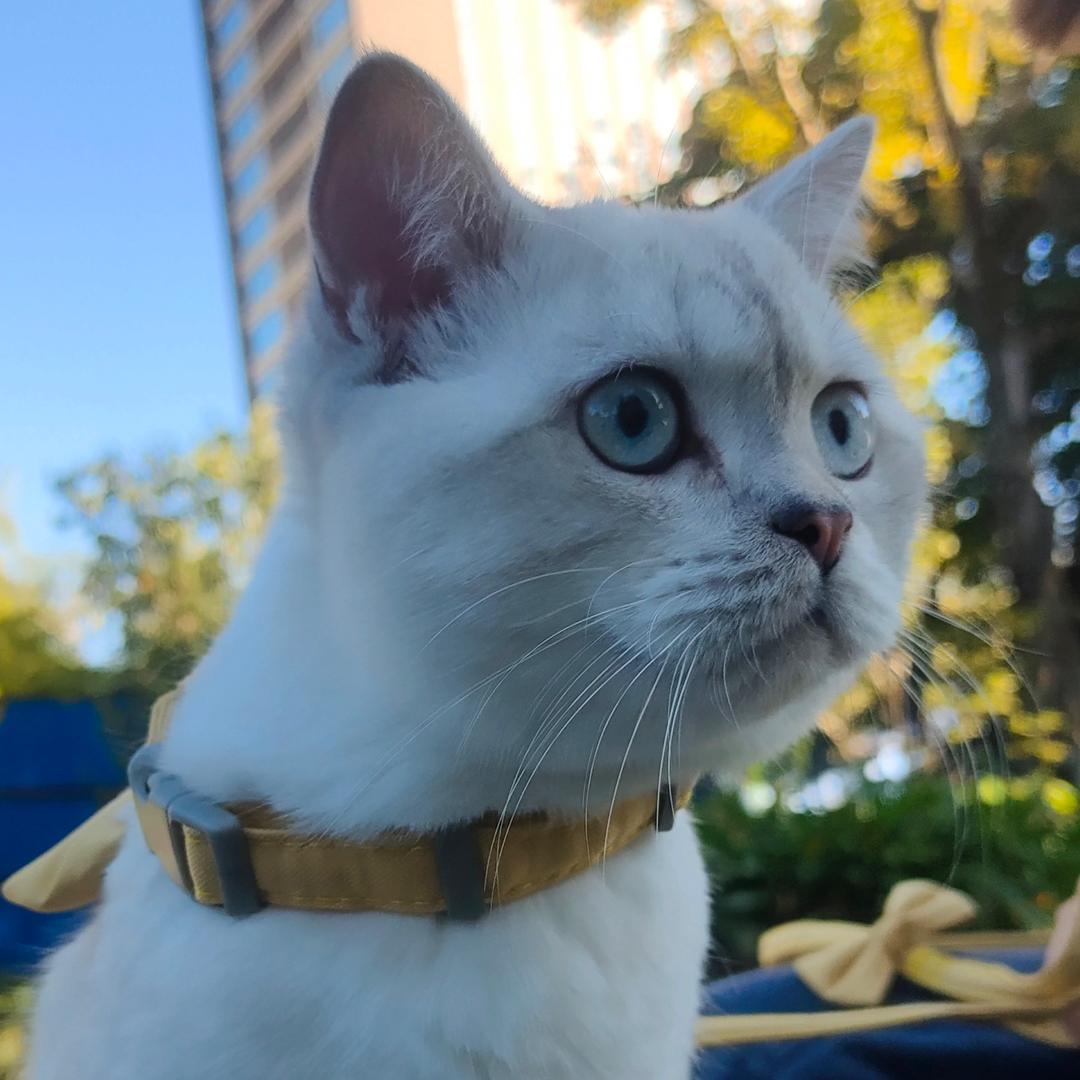 十三和李白的猫猫日记