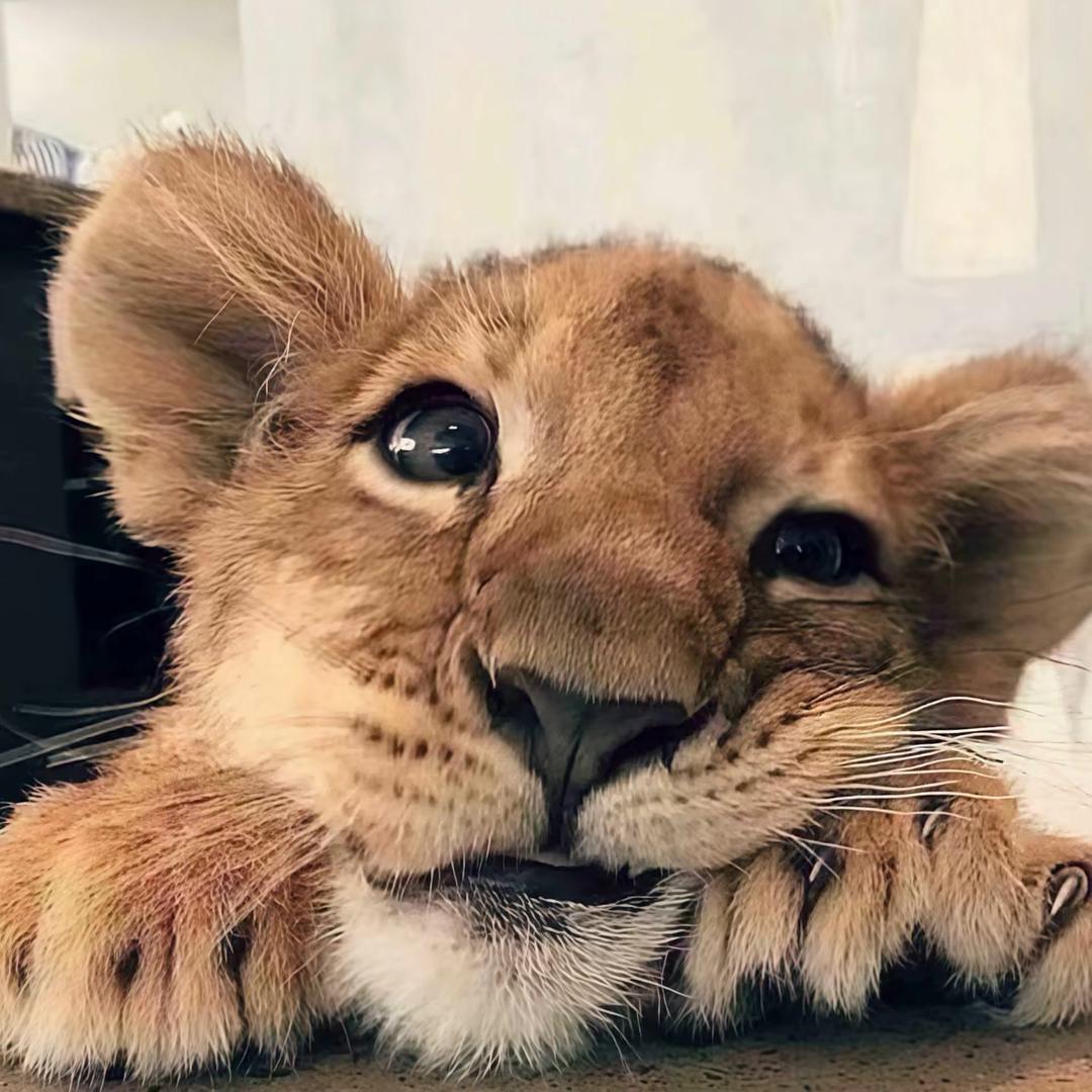 猛踹瘸子那条好腿