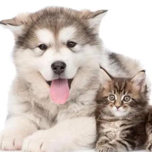 宠萌的世界Pet