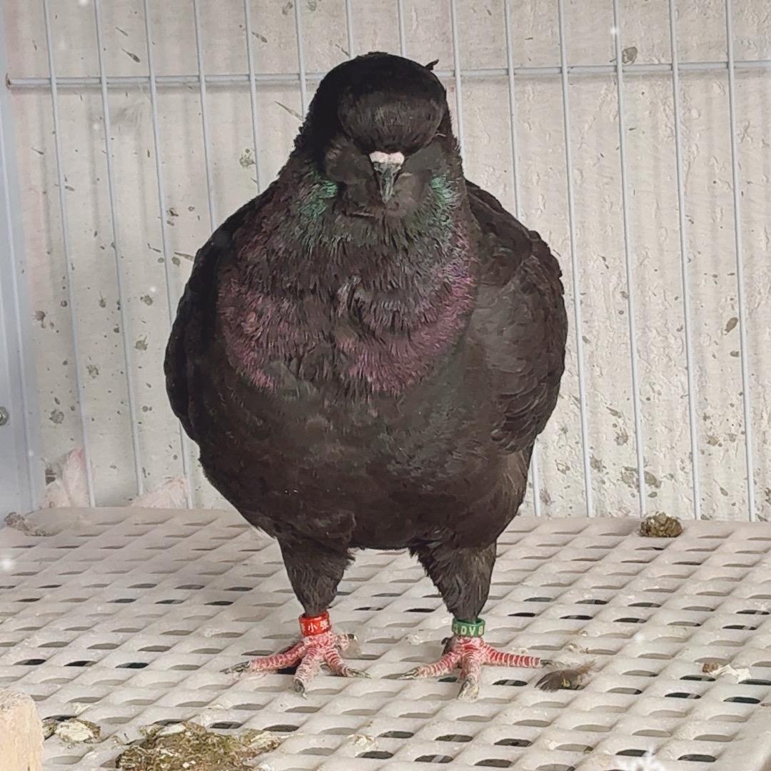 新疆喀什呆子/圆环/元宝