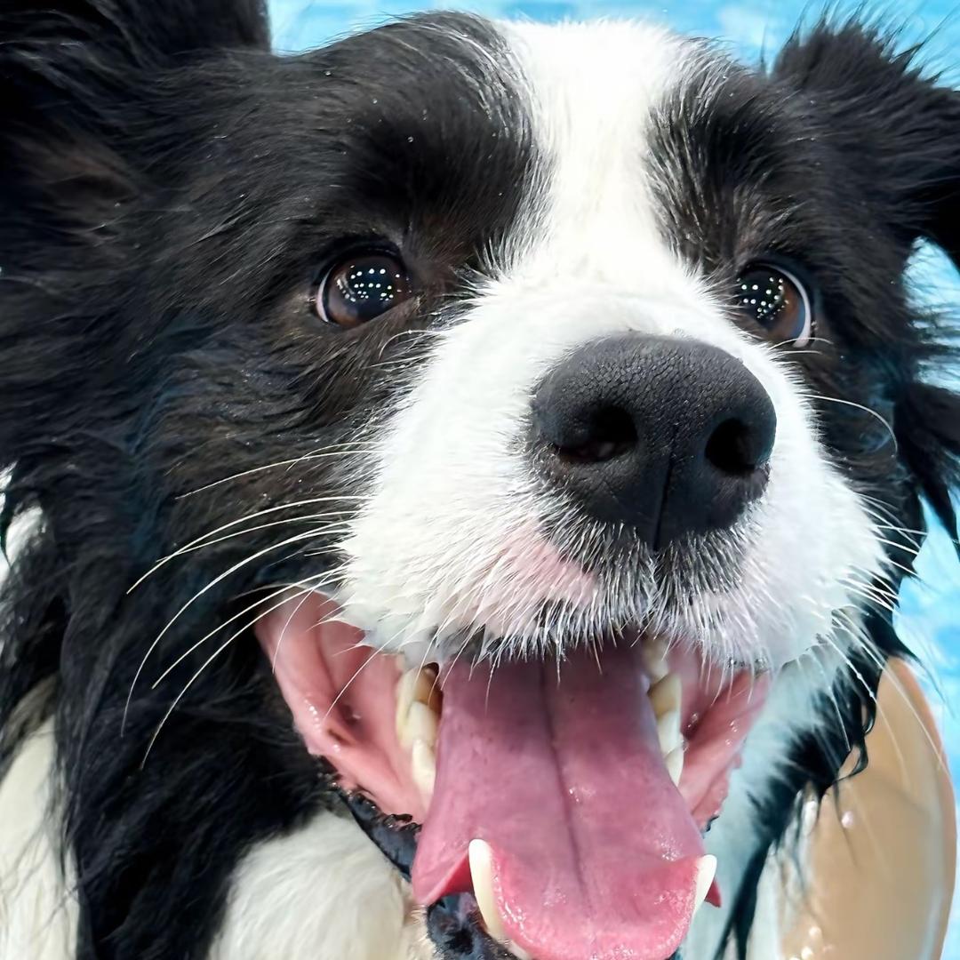 超级无敌性感母蟑螂