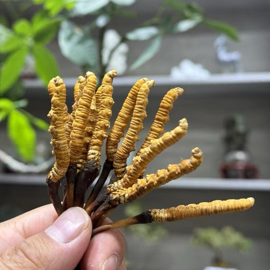 海亮虫草汇（鲜草季）