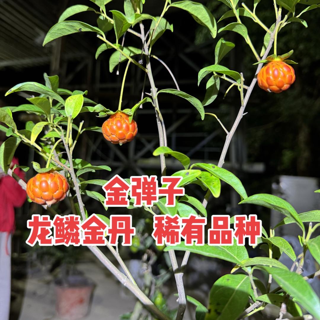 万万绿植优品小铺