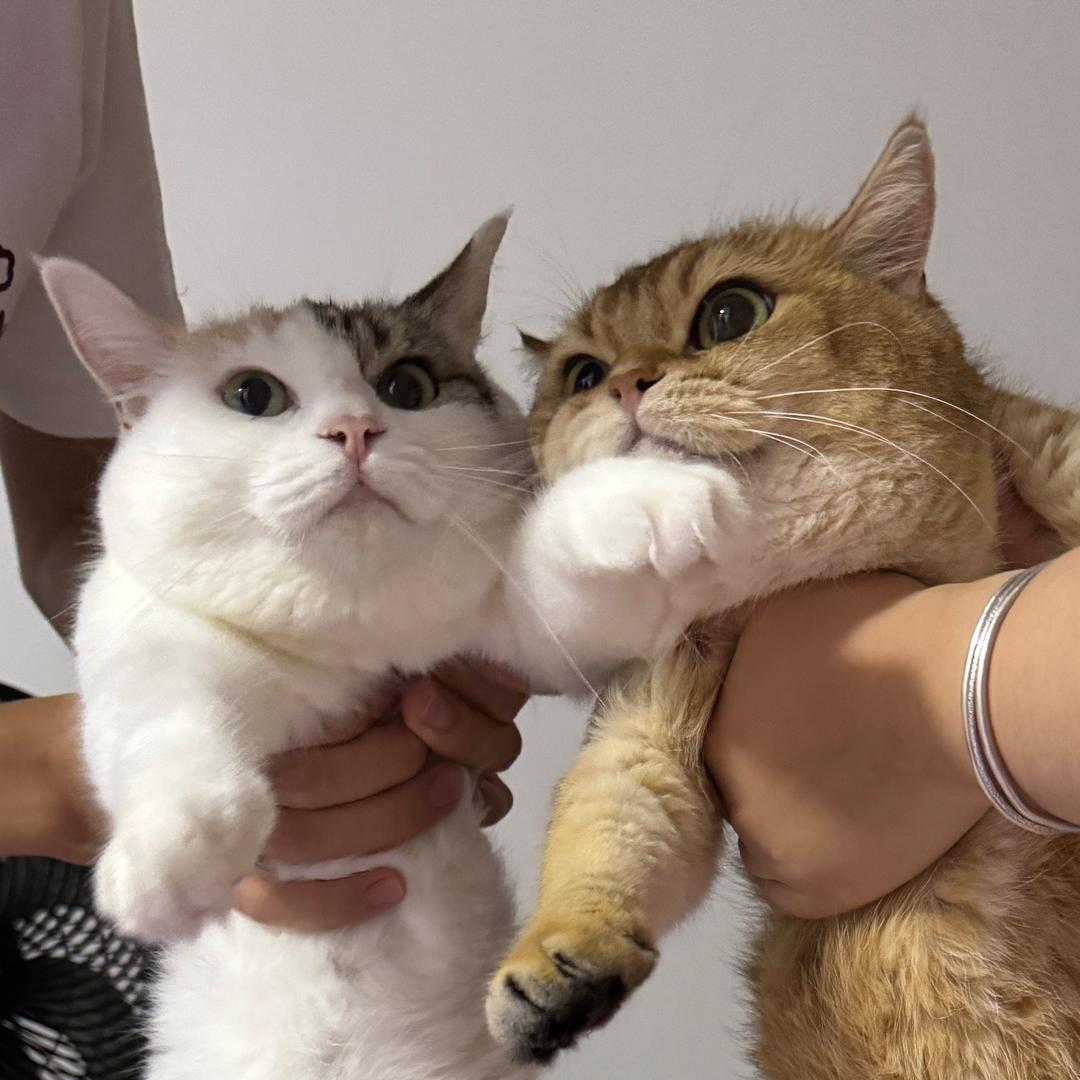 瑶瑶子的养猫日记