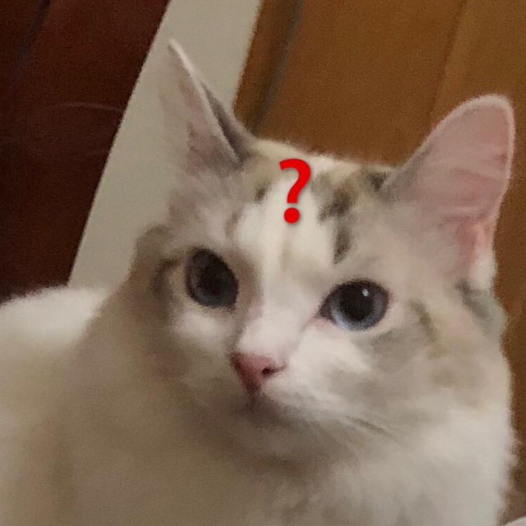 ？见我猫了没
