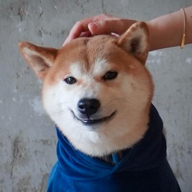 柴犬Funny&佳佳浪