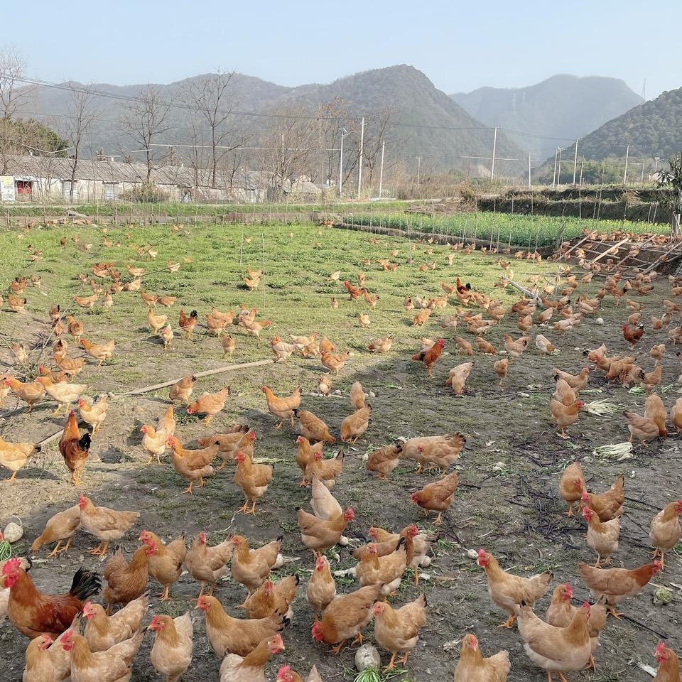养土鸡的计惠