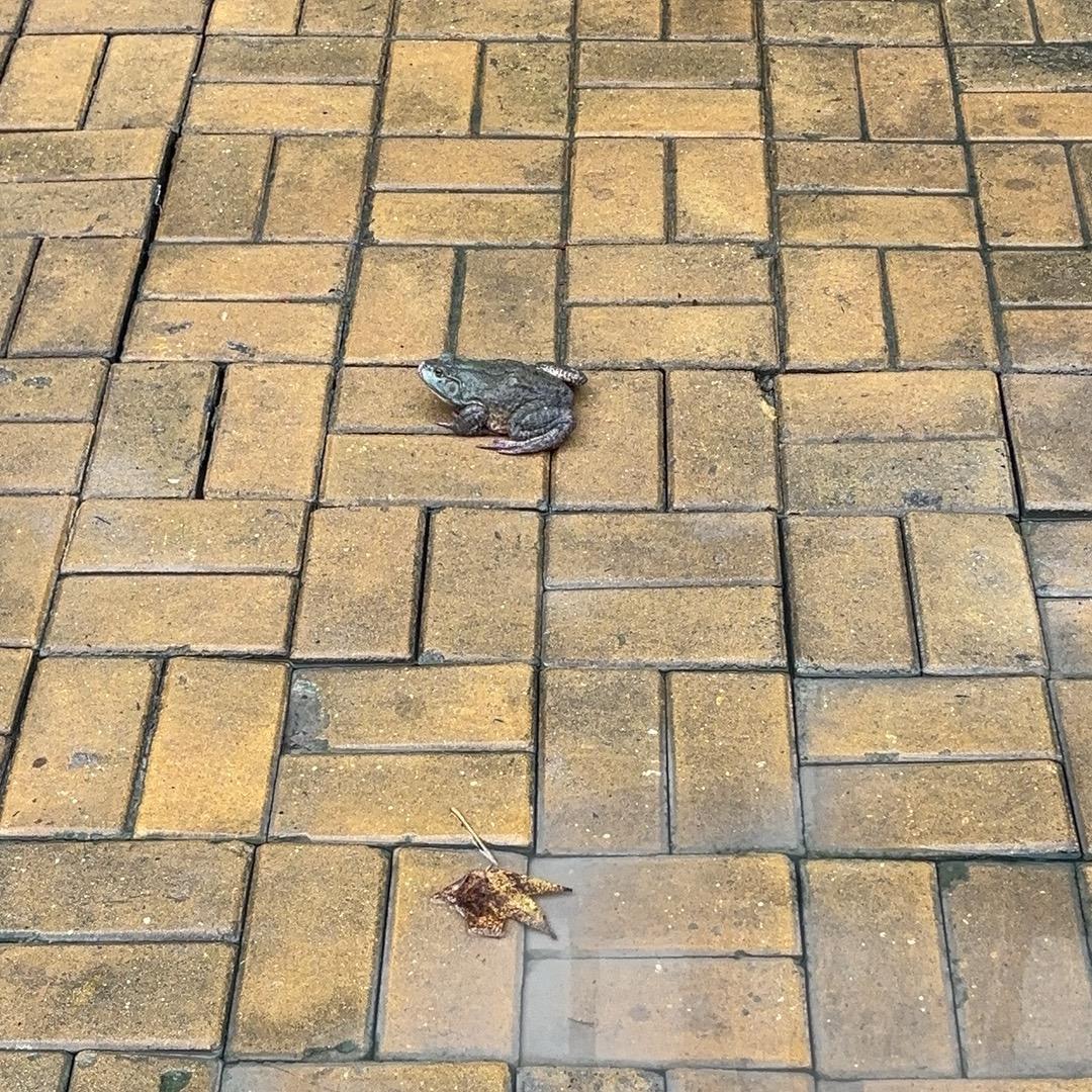 林地